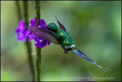 Green Thorntail (Discosura conversii)
