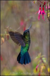 Talamanca Hummingbird (Eugenes spectabilis)