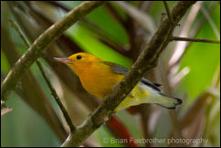  Prothonotary Warbler (Protonotaria citrea)