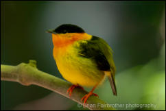 Orange-collared Manakin (Manacus aurantiacus)