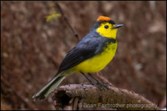 Collared Redstart (Myioborus torquatus) 