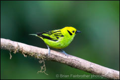 Emerald Tanager (Tangara florida) 