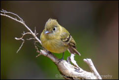 Yellowish Flycatcher (Empidonax flavescens) 