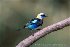 Golden-hooded Tanager (Tangara larvata) 