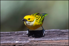  Silver-throated Tanager (Tangara icterocephala)