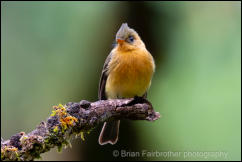  Tufted Flycatcher (Mitrephanes phaeocerus)