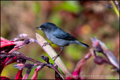 Slaty Flowerpiercer (Diglossa plumbea) 