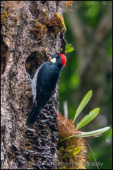 Acorn Woodpecker (Melanerpes formicivorus)