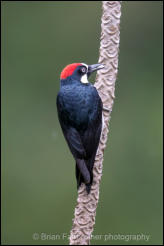 Acorn Woodpecker (Melanerpes formicivorus) 