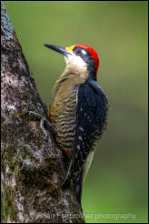 Black-cheeked Woodpecker (Melanerpes pucherani) 