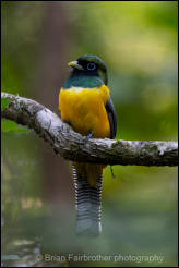  Northern Black-throated Trogon ( Trogon tenellis)