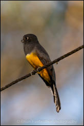 Gartered Trogon (Trogon caligatus) 