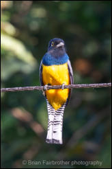 Gartered Trogon (Trogon caligatus) 
