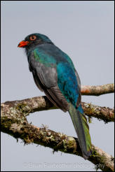 Slaty-tailed Trogon (Trogon massena) 