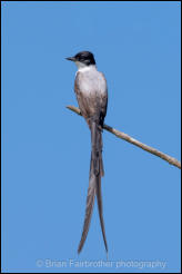 Fork-tailed Flycatcher (Tyrannus savana) 