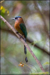 Lesson's motmot ( Momotus lessonii)   