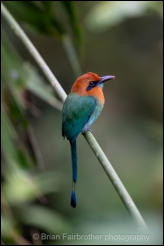 Broad-billed Motmot (Electron platyrhynchum)
