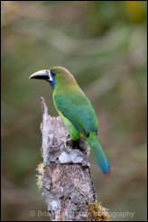 Northern Emerald Toucanet (Aulacorhynchus prasinus) 