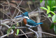 Amazon Kingfisher (Chloroceryle amazona) 