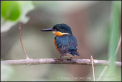 American Pygmy Kingfisher (Chloroceryle aenea) 