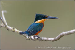 American Pygmy Kingfisher (Chloroceryle aenea) 