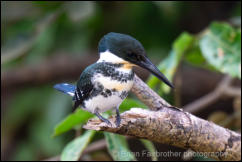 Green Kingfisher (Chloroceryle americana) 
