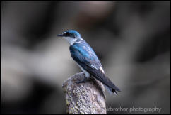 Mangrove Swallow (Tachycineta albilinea) 