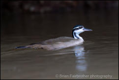Finfoot (Heliornis fulica) 
