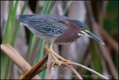 Green Heron (Butorides virescens) 