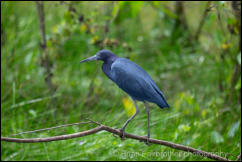 Little blue heron (Egretta caerulea)   