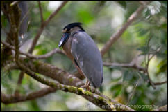 Boat-billed Heron (Cochlearius cochlearius) 