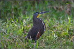 Bare-throated Tiger Heron (Tigrisomo mexicanum) 