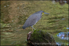 Fasciated Tiger Heron  (Trigrisoma fasciatum) 