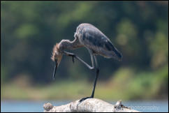 Reddish Egret (Egretta rufescens) 