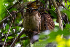 Crested Owl (Lophistrix cristata) 
