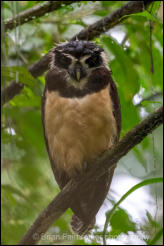 Spectacled Owl (Pulsatrix perspicillata) 