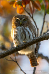 Ferruginous Pygmy Owl (Glaucidium brasilianum) 
