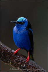 Red-legged honeycreeper (Cyanerpes cyaneus) 