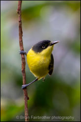 Common Tody-Flycatcher (Todirostrum cinereum) 