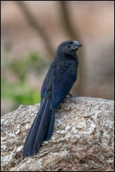 Groove-billed Ani (Crotophaga sulcirostris)   