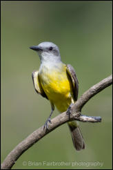 Tropical kingbird (Tyrannus melancholicus) 