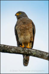 Roadside Hawk (Buteo magnirostris) 