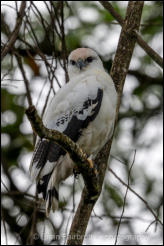 White Hawk (Pseudastur albicollis) 