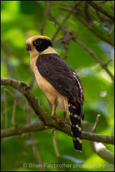 Laughing Falcon (Herpetotheres cachinnans) 