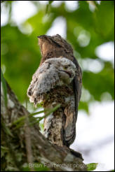 Common Potoo with chick  (Nytibius griseus) 