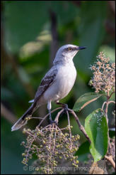 Tropical Mockingbird (Mimus gilvus) 
