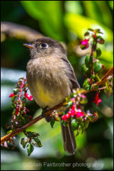 Black-capped Flycatcher (Empidonax atriceps) 