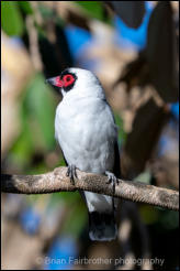 Masked Tityra (Tityra semifasciata) 
