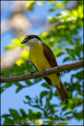 Great Kiskadee (Pitangus sulphuratus)