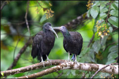Green Ibis (Mesembrinibis cayennensis)   